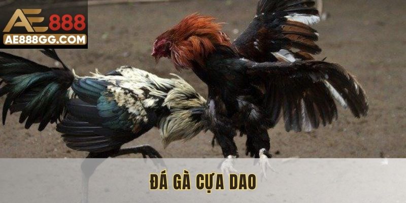 Đá Gà Cựa Dao - Cập Nhật Các Loại Kèo Mới Nhất Tại AE888