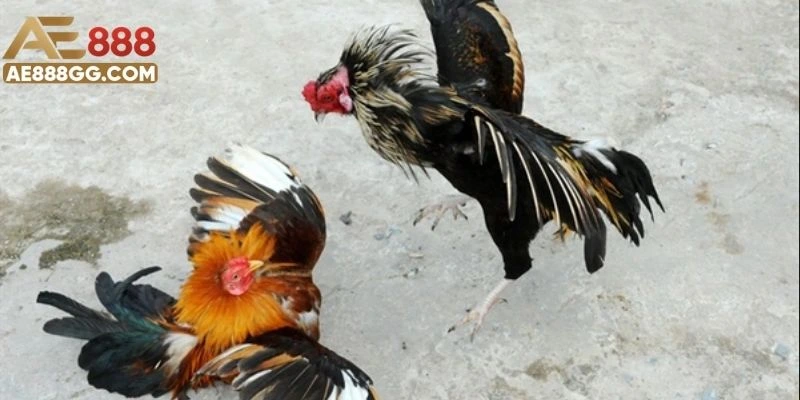 Đá Gà Miền Tây - Hứa Hẹn Màn Tranh Tài Trực Tuyến Kịch Tính