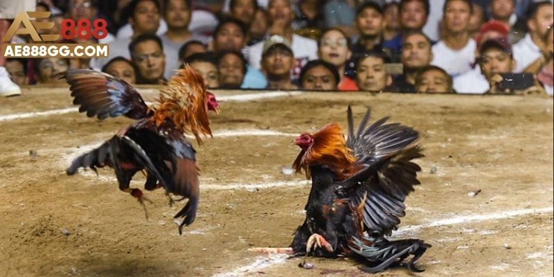 Đá Gà Thomo - Hứa Hẹn Màn Đấu Kê Đỉnh Cao Tầm Cỡ Quốc Tế