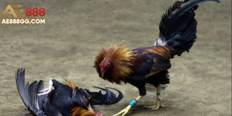 Trực Tiếp Đá Gà C1 - Giải Đấu Kê Quốc Tế Cao Nhất Hiện Nay